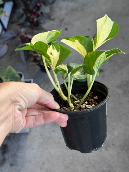 Manjula Pothos (Epipremnum aureum)