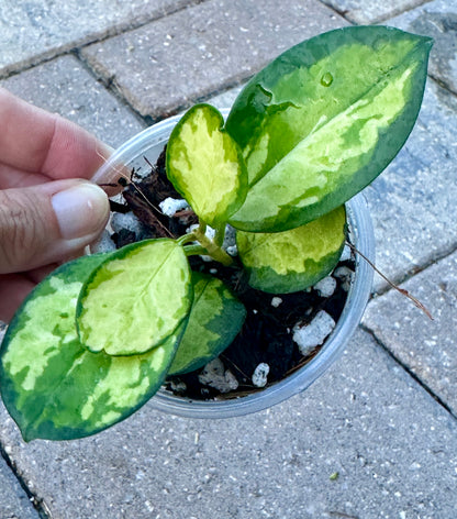 Hoya Australis “Lisa”