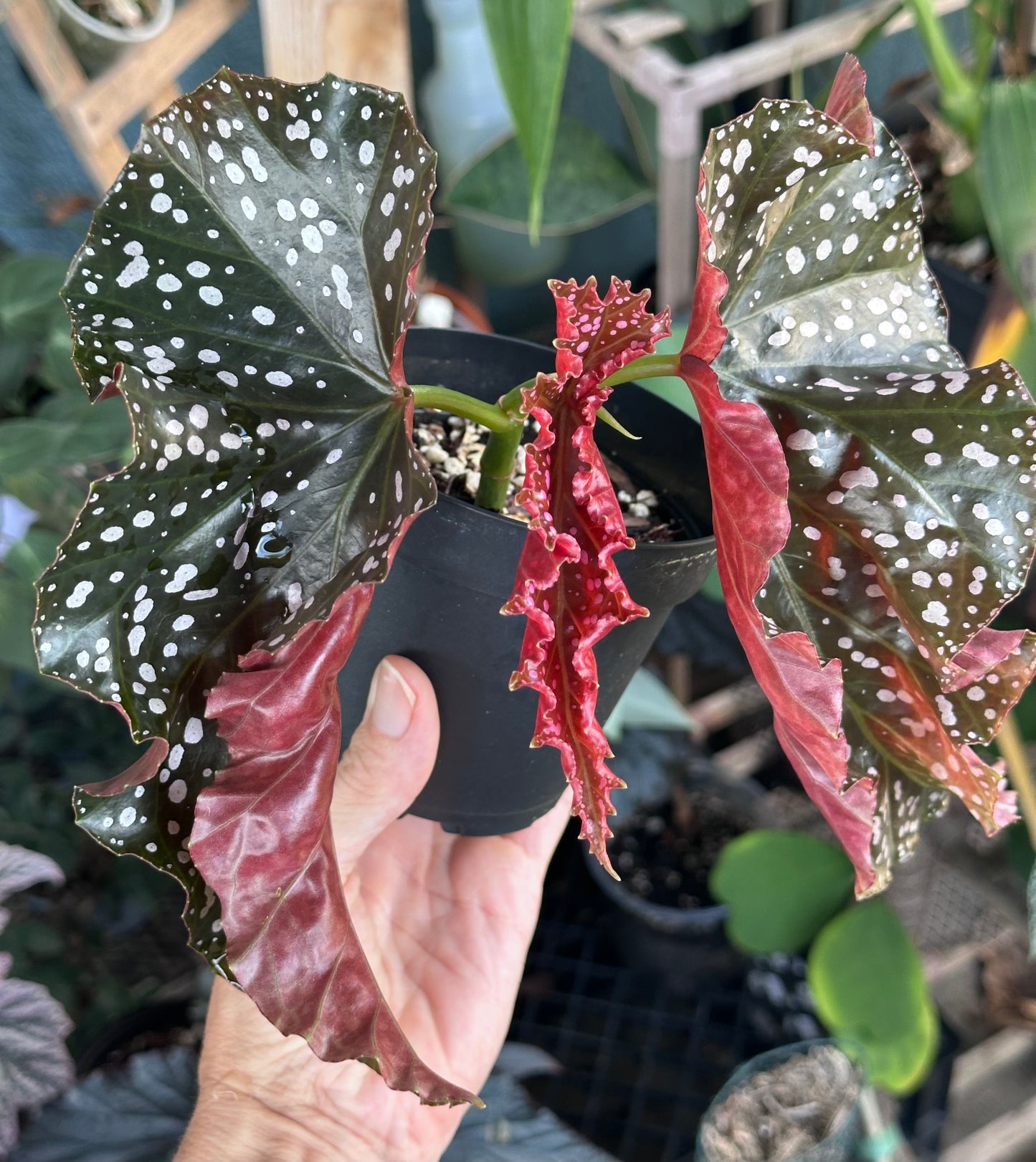Begonia 'Crackling Rosie'