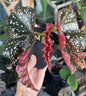Begonia 'Crackling Rosie'