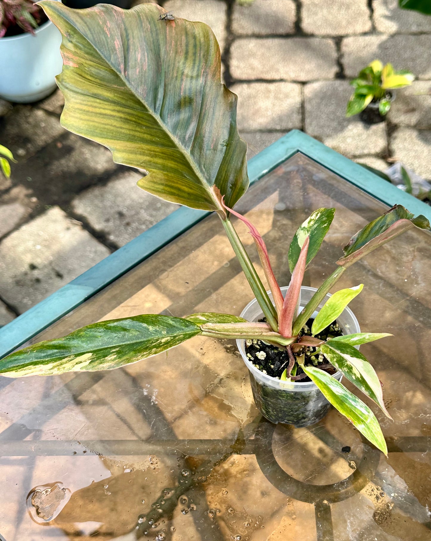 Philodendron Caramel Marble #2