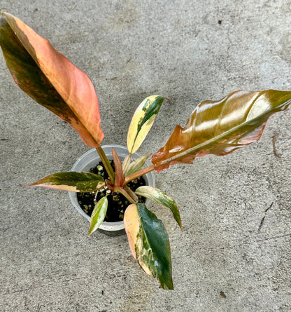 Caramel Marble Philodendron #1