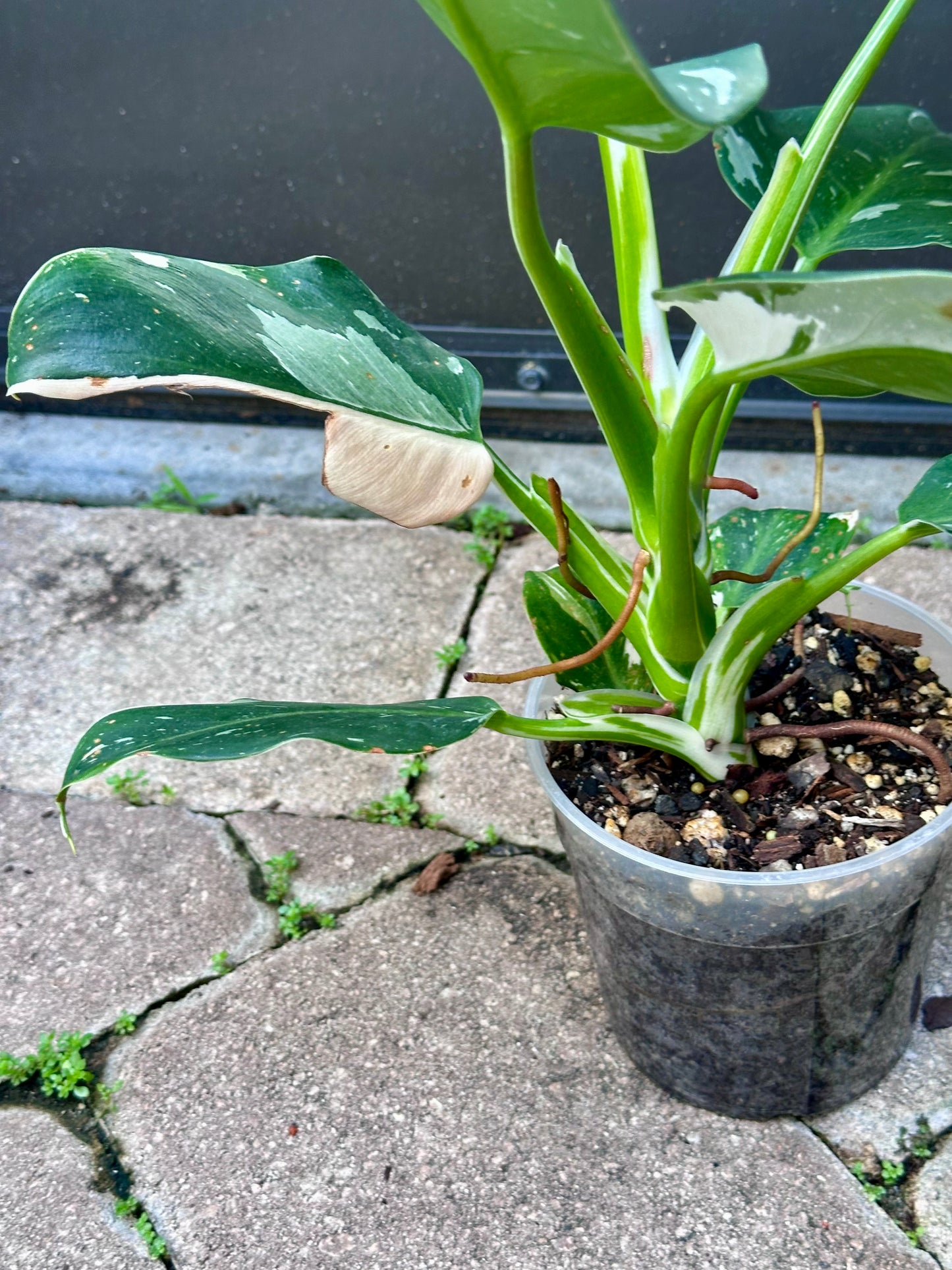 White Wizard Philodendron