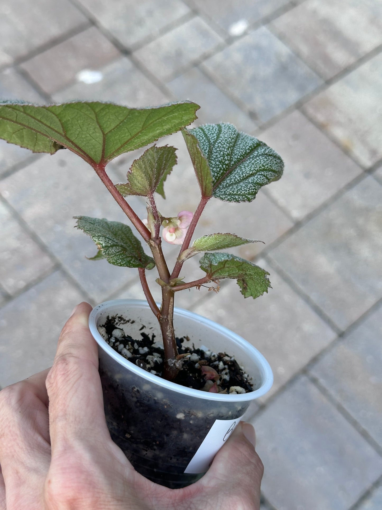 Begonia Sinbad