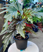 Lady Vanderwilt Begonia 5”