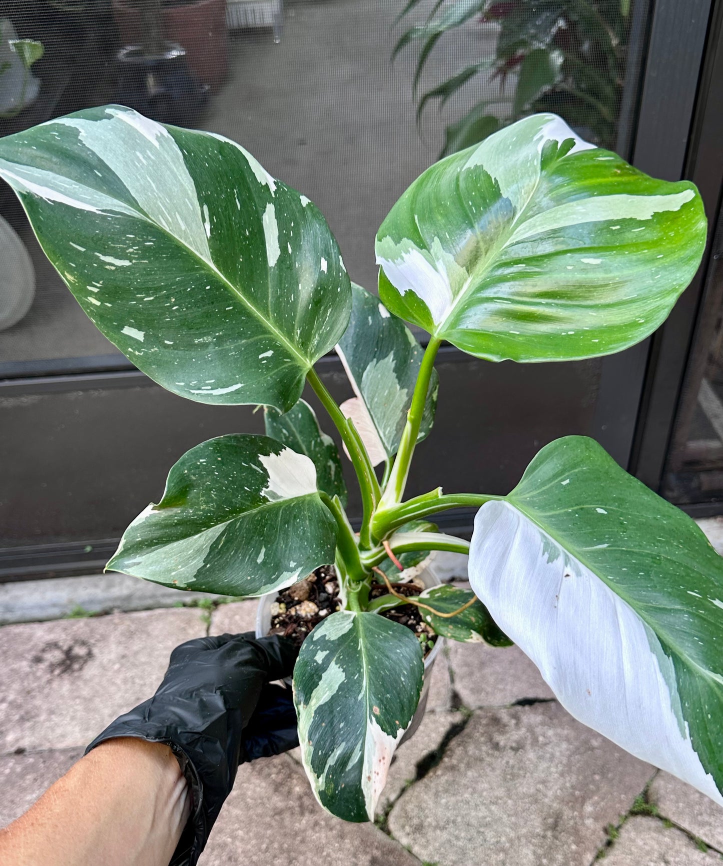 White Wizard Philodendron
