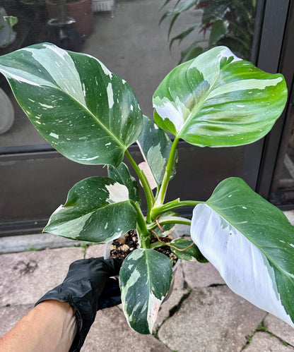 White Wizard Philodendron