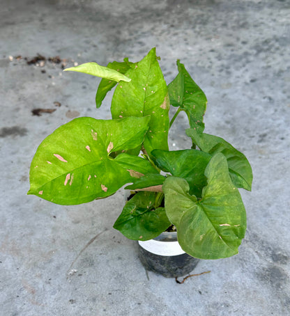 Syngonium “Pink Splash”