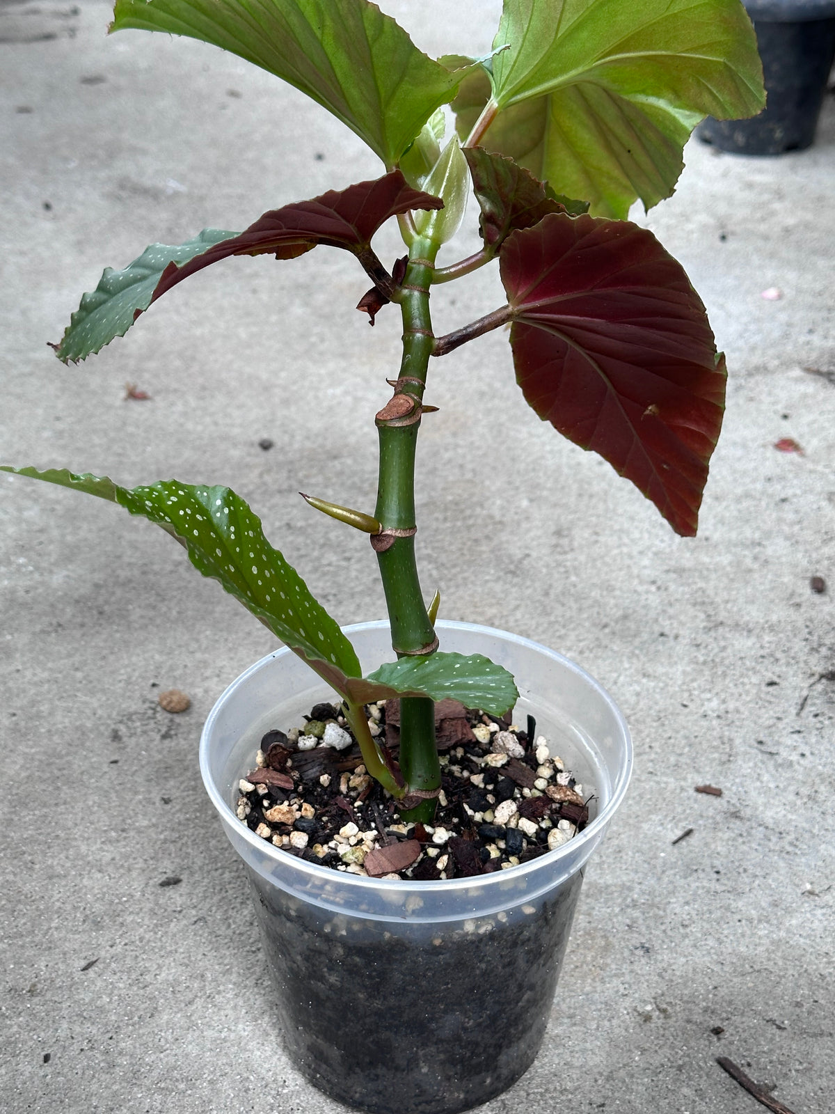 Begonia Lucerna | Rare Begonia Plant