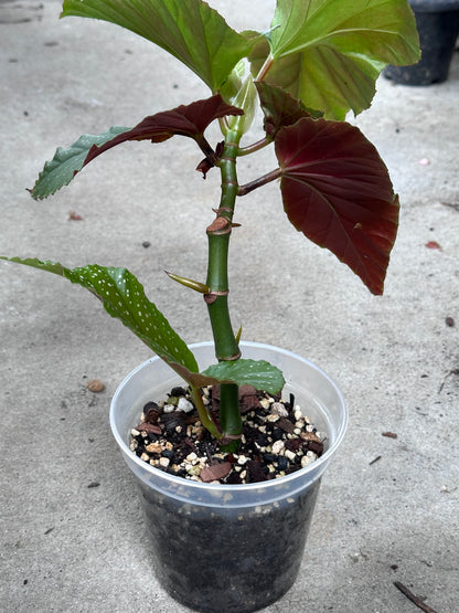 Begonia Lucerna | Rare Begonia Plant