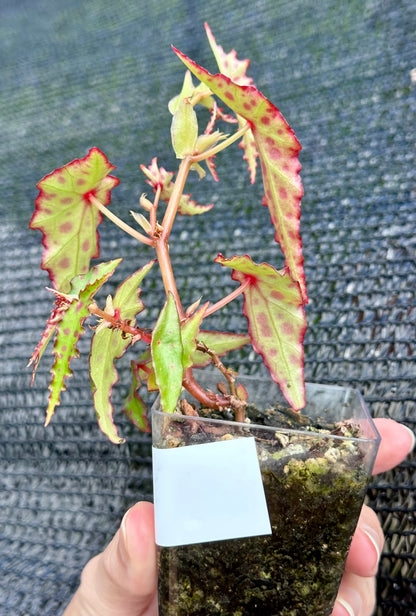Begonia Amphioxus