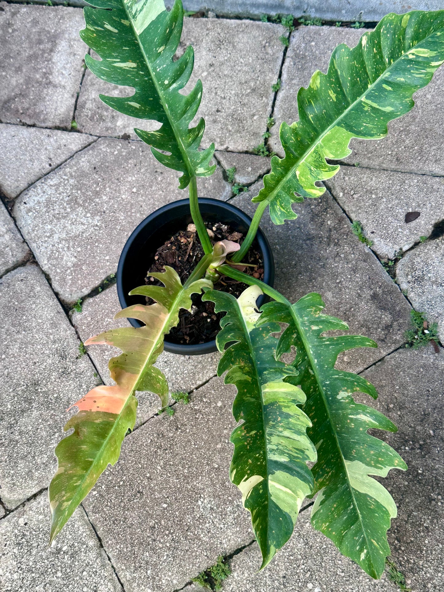 Ring of Fire Philodendron (6”)