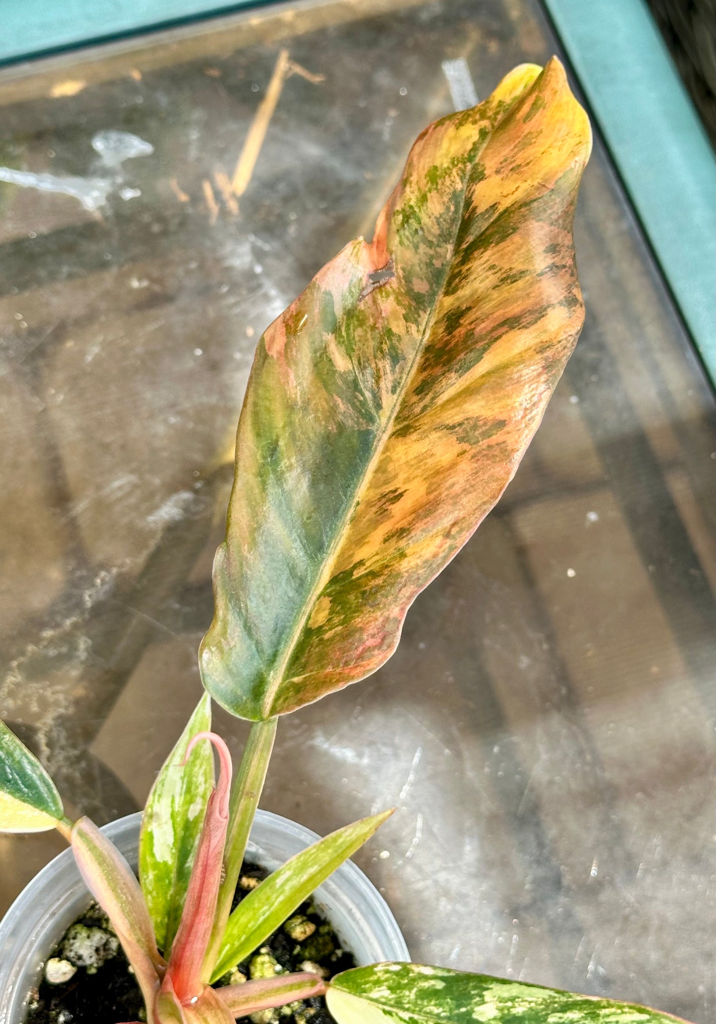 Caramel Marble Philodendron #3