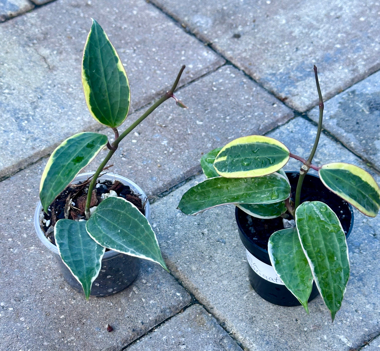 Hoya Macrophylla Variegata