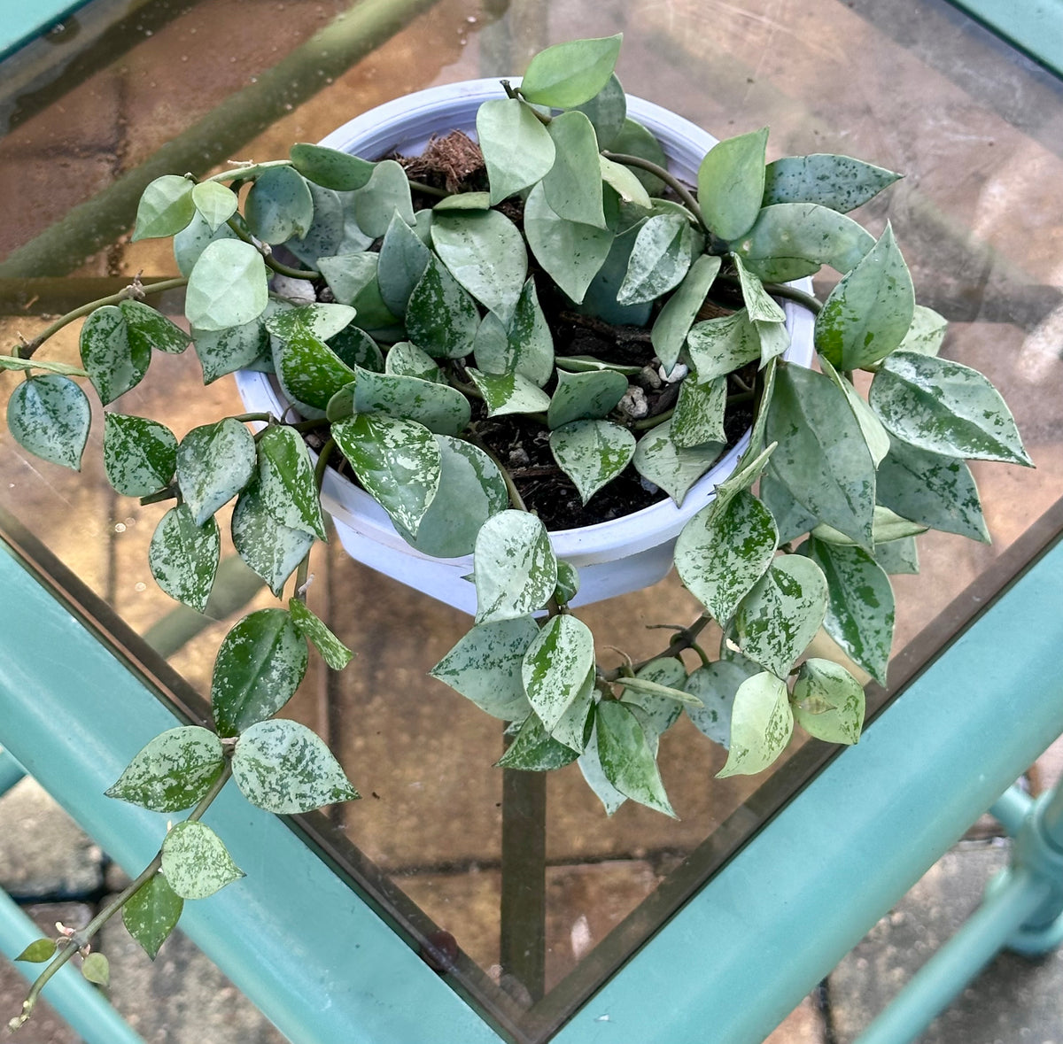 Hoya Krohniana 'Super Silver'