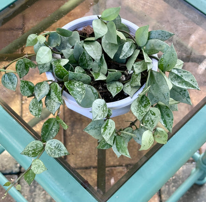 Hoya Krohniana 'Super Silver'
