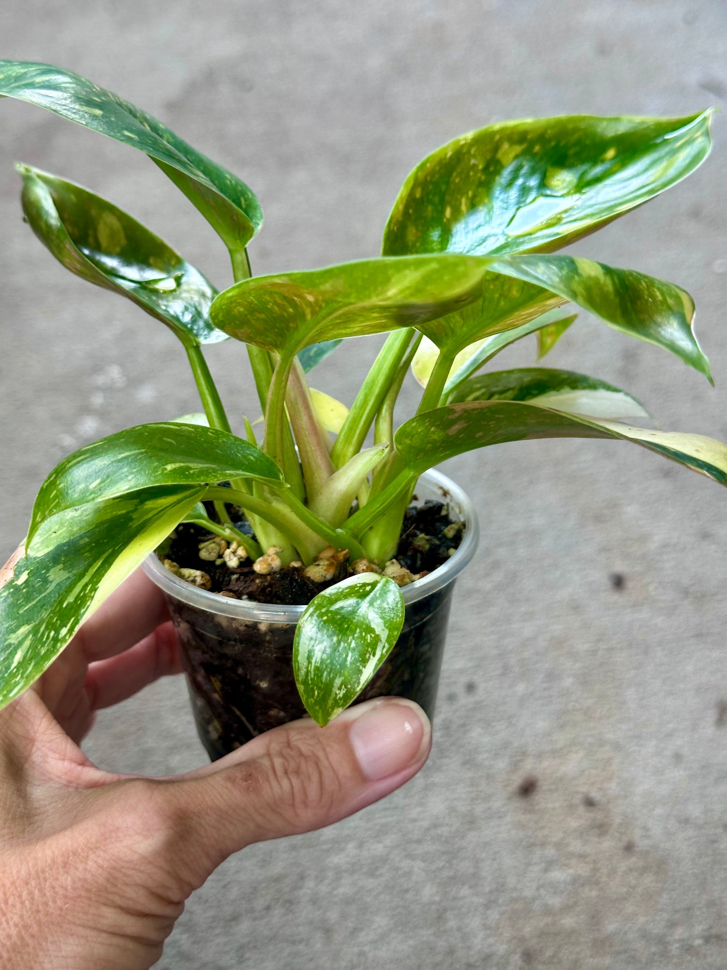 Philodendron 'Green Congo Nuclear'