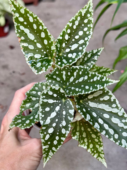 Begonia Maculata "White Ice"