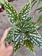 Begonia Maculata "White Ice"