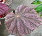 Begonia Stormy Sunset 5”