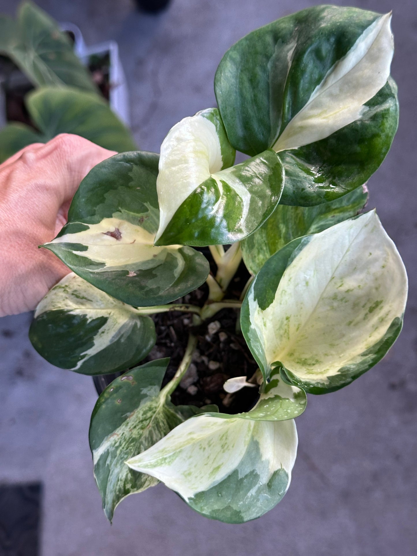 Manjula Pothos (Epipremnum aureum)