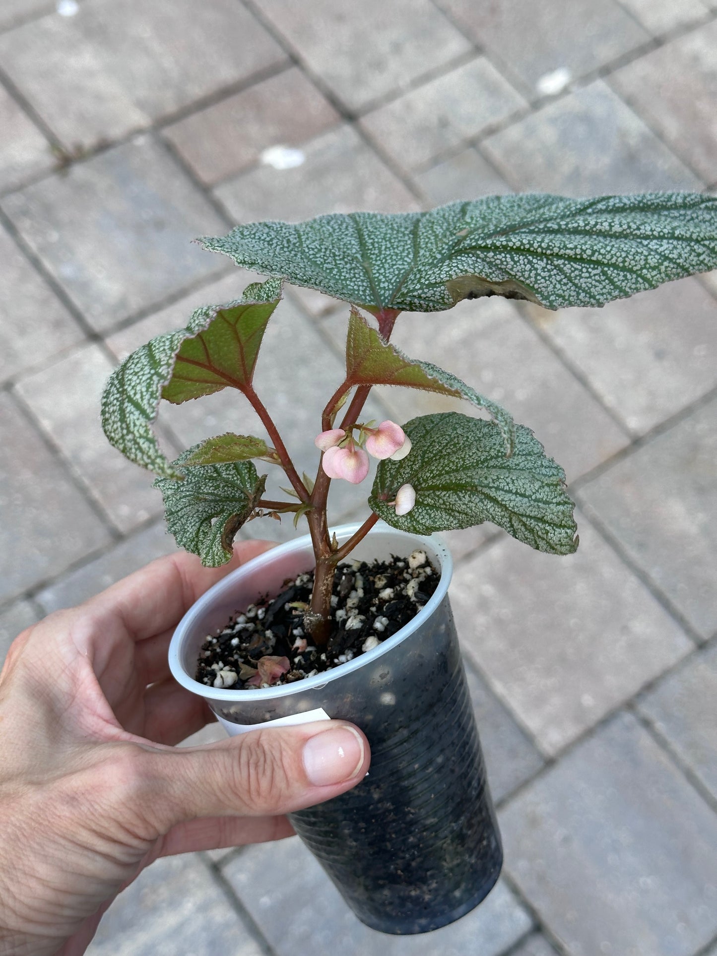 Begonia Sinbad