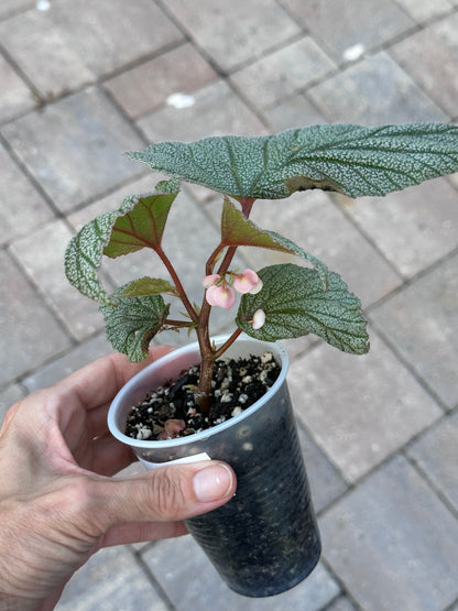 Begonia Sinbad