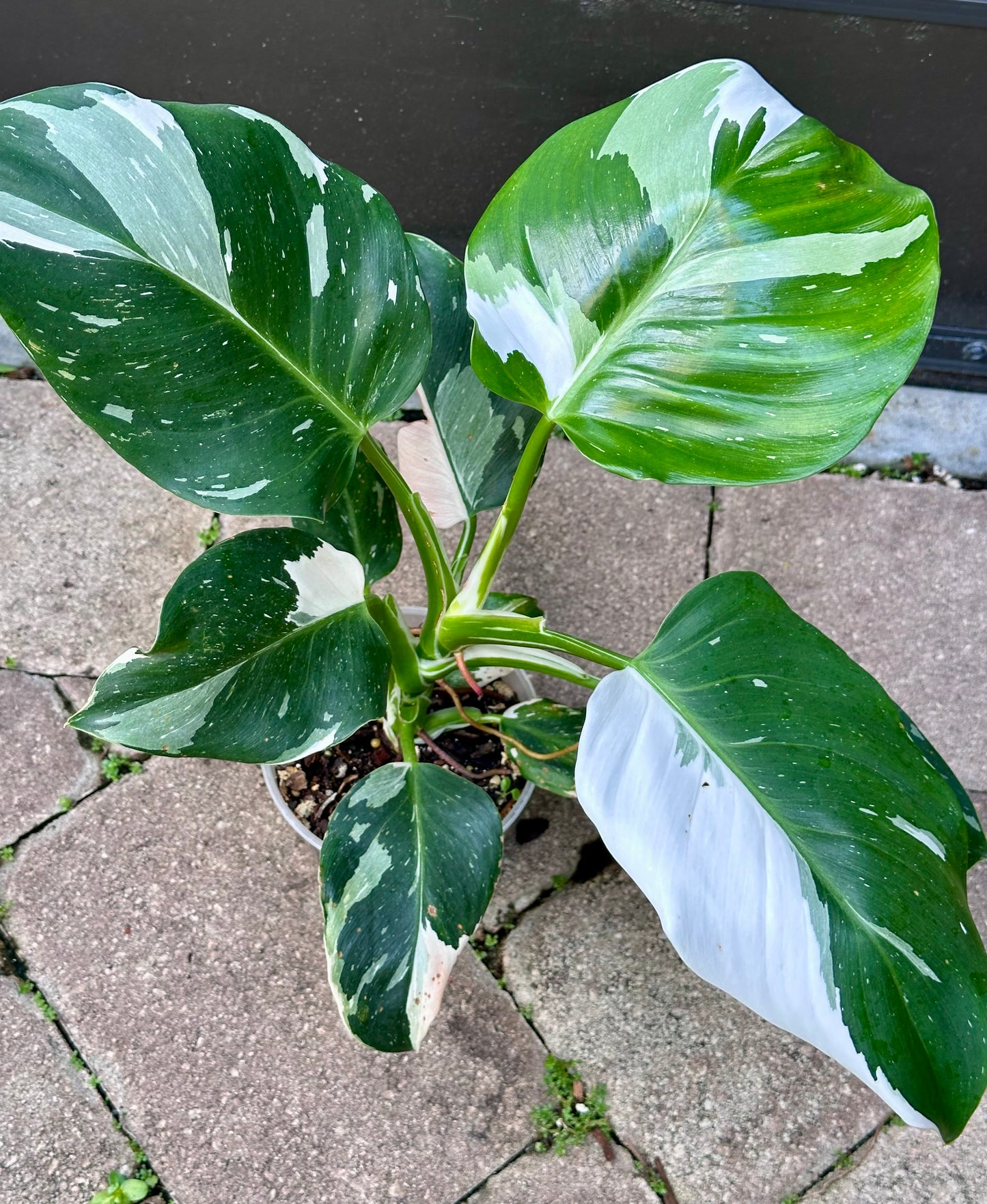 White Wizard Philodendron