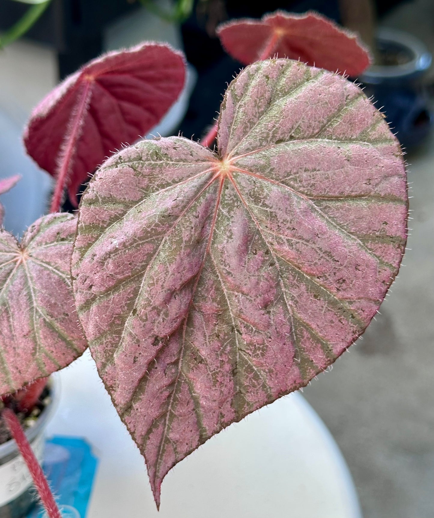 Begonia Stormy Sunset 5”