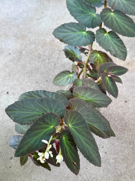 Begonia Withlacoochie