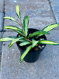 Hoya Wayetii Tri-color