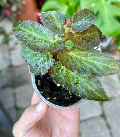 Begonia Withlacoochie 3in