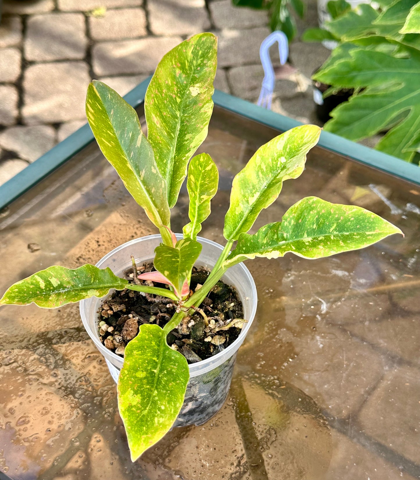 Ring of Fire Philodendron (4”)