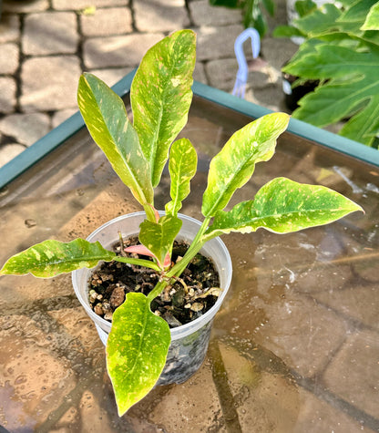 Ring of Fire Philodendron (4”)