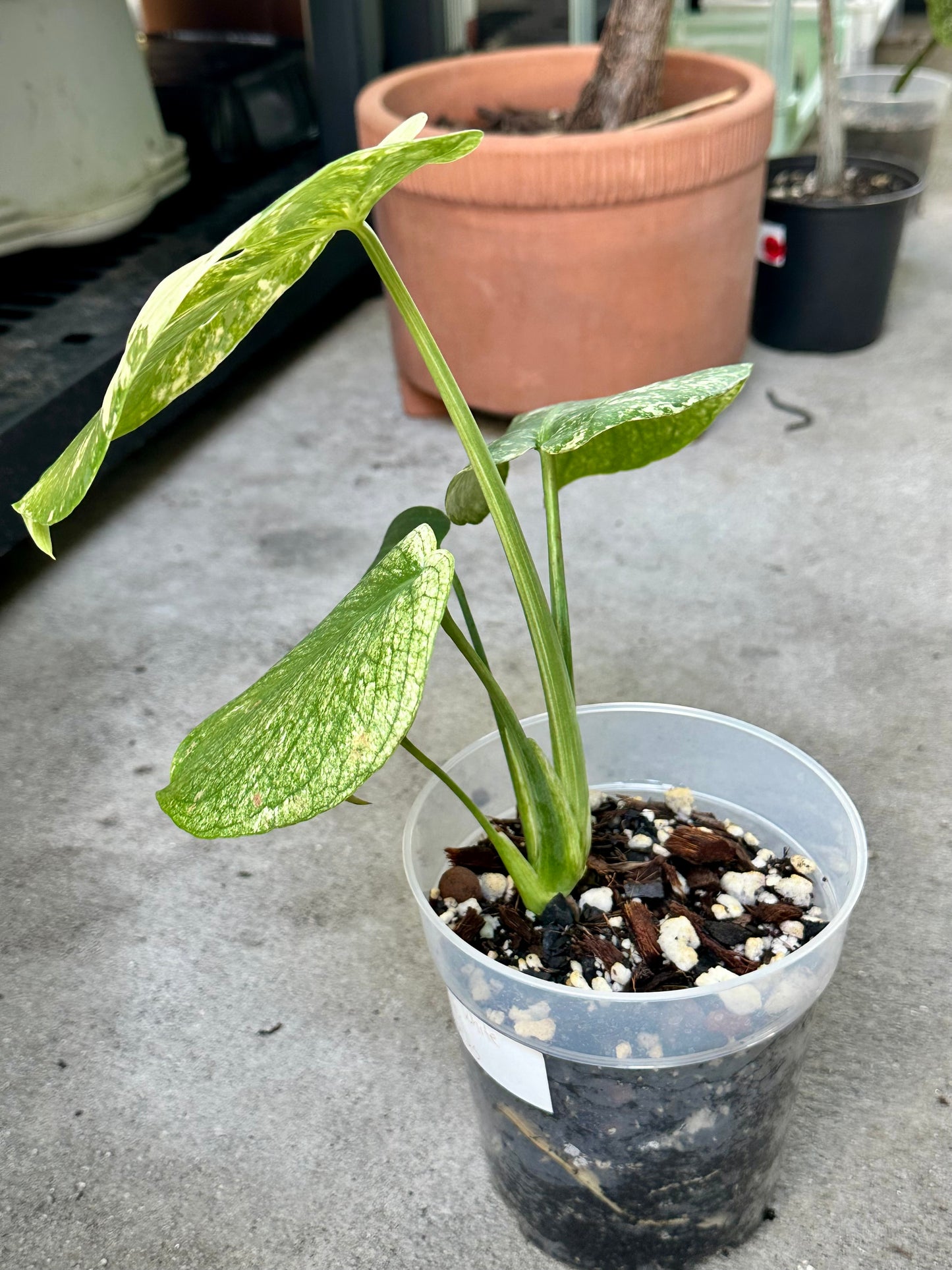 Monstera Deliciosa “White Monster”