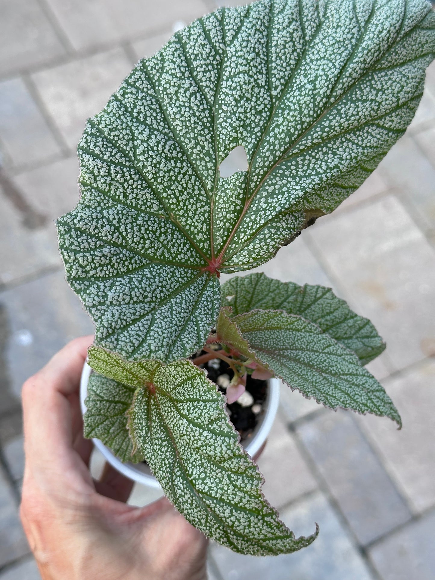 Begonia Sinbad