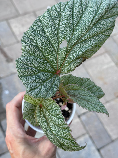 Begonia Sinbad