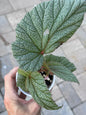 Begonia Sinbad