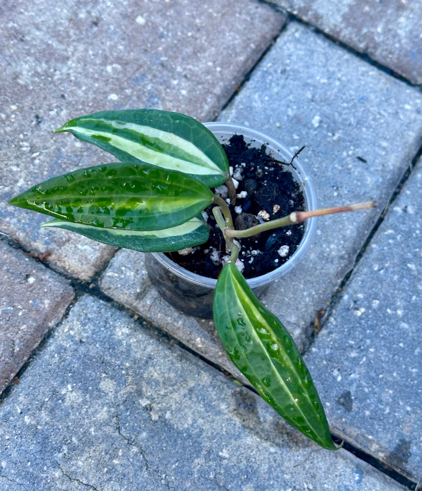 Hoya Latifola “Pot of Gold”