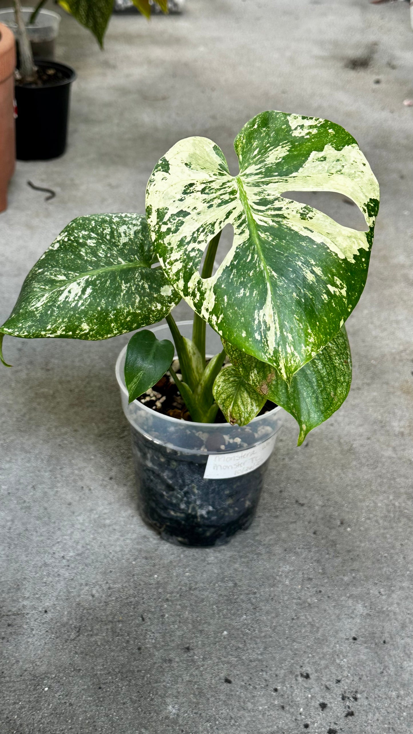 Monstera Deliciosa “White Monster”
