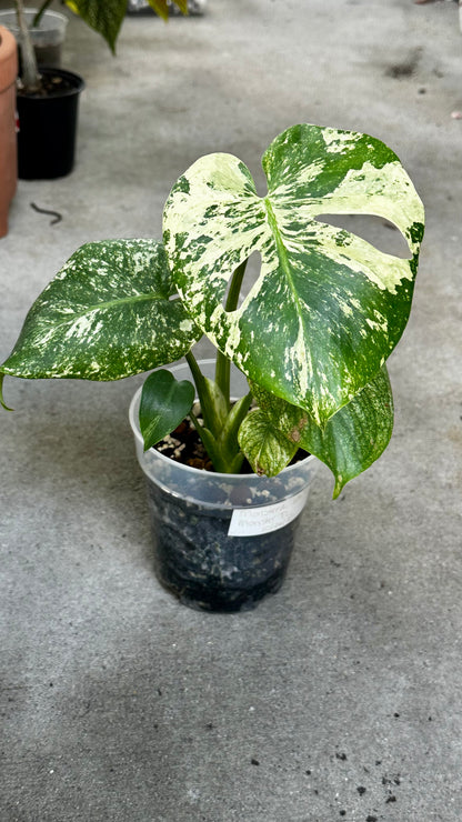 Monstera Deliciosa “White Monster”