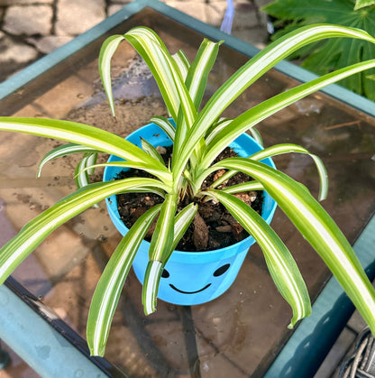 Variegated Spider Plant