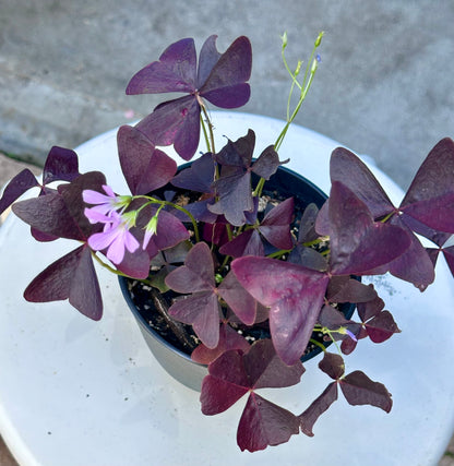 Oxalis Triangularis “Ebony Allure”