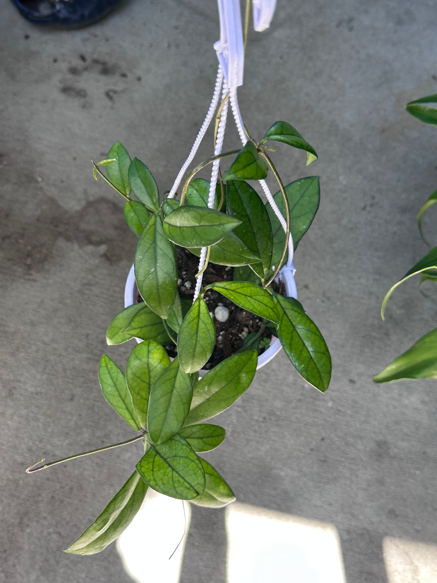 Hoya Crassipetiolata Splash