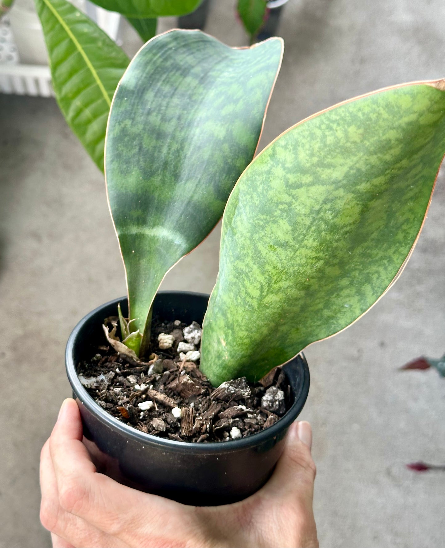 Whale Fin Snake Plant