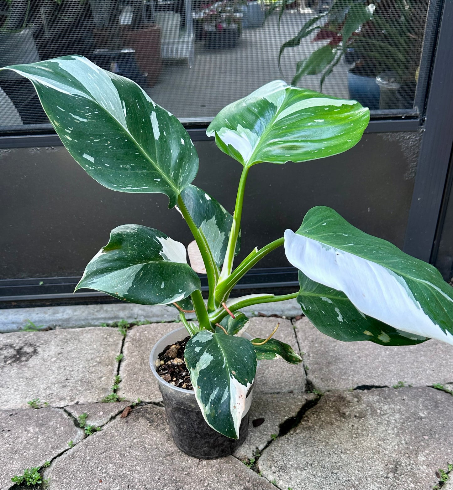 White Wizard Philodendron