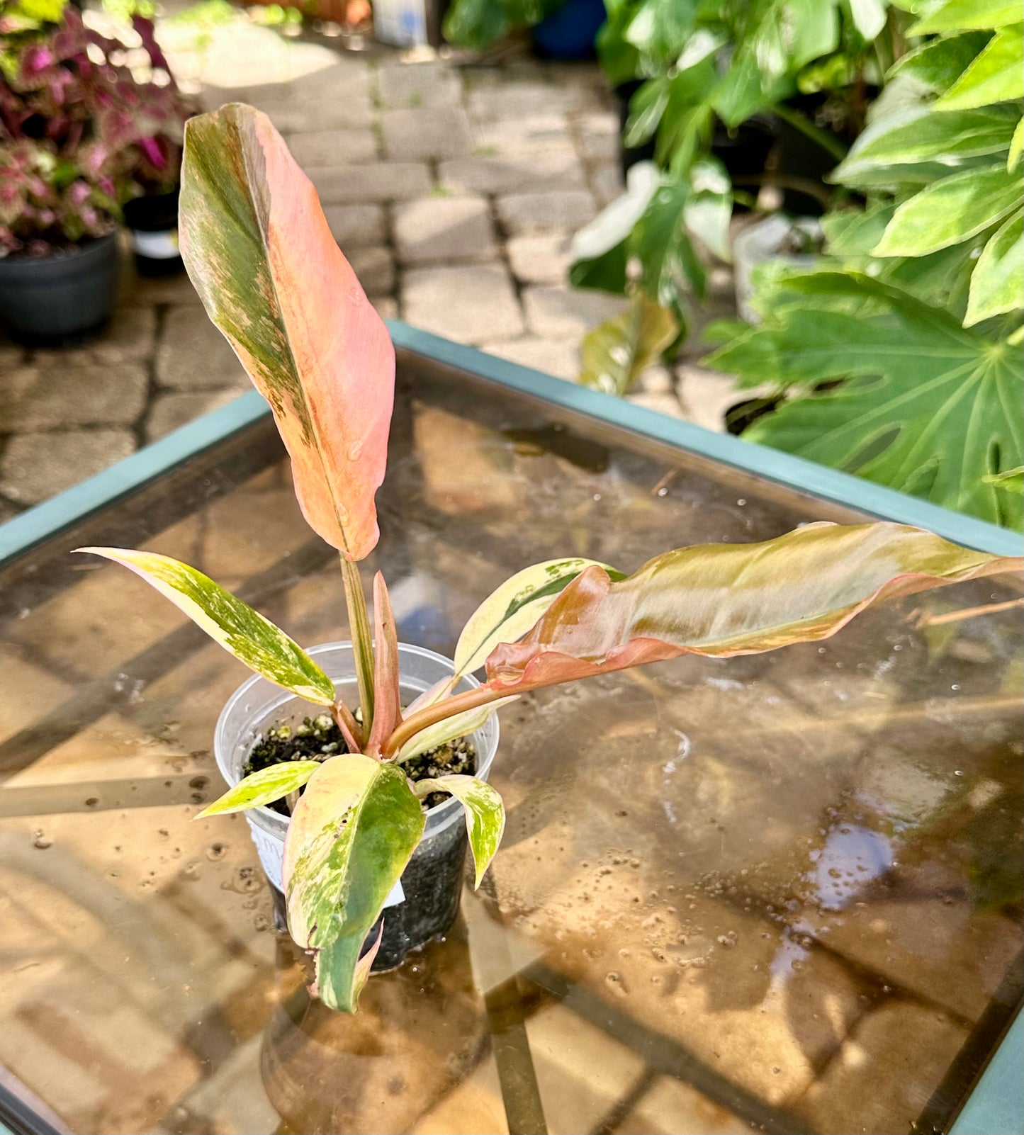 Caramel Marble Philodendron #1