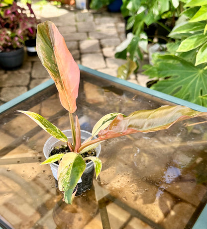 Caramel Marble Philodendron #1