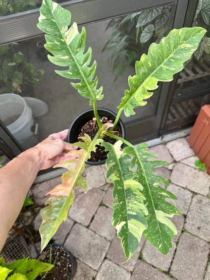 Ring of Fire Philodendron (6”)