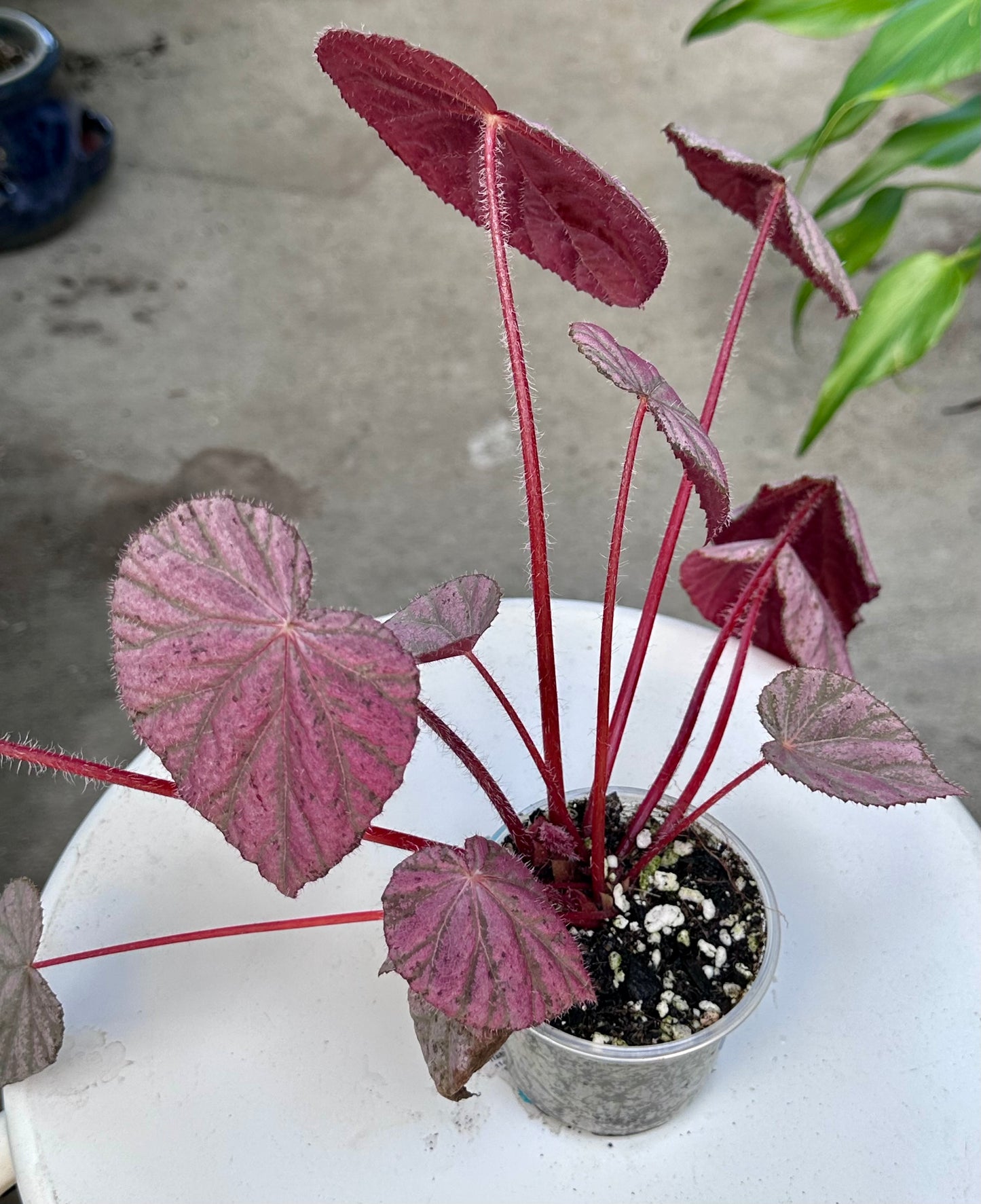 Begonia Stormy Sunset 5”